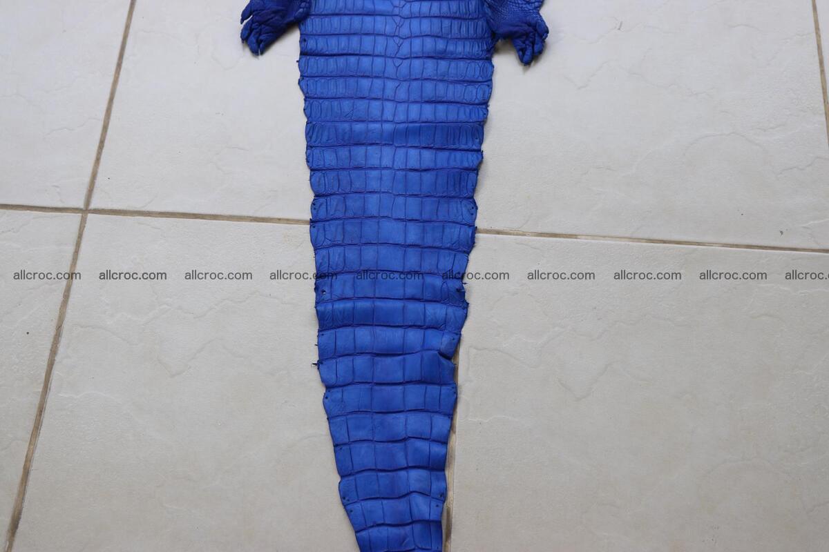 Crocodile skin belly blue color 1254 Foto 3