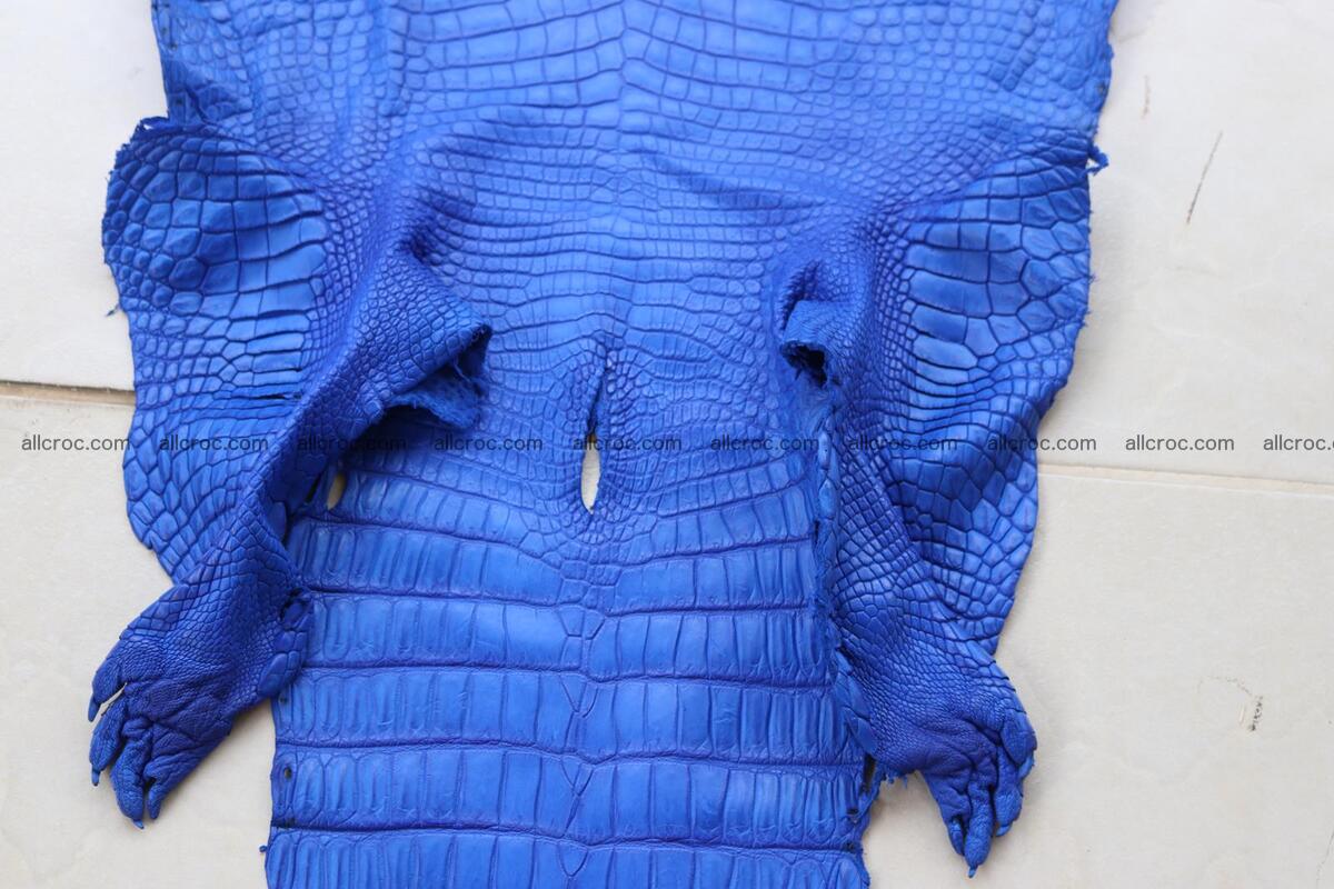 Crocodile skin belly blue color 1254 Foto 8