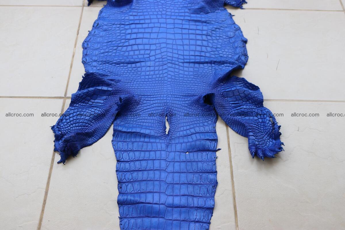Crocodile skin belly blue color 1255 Foto 2