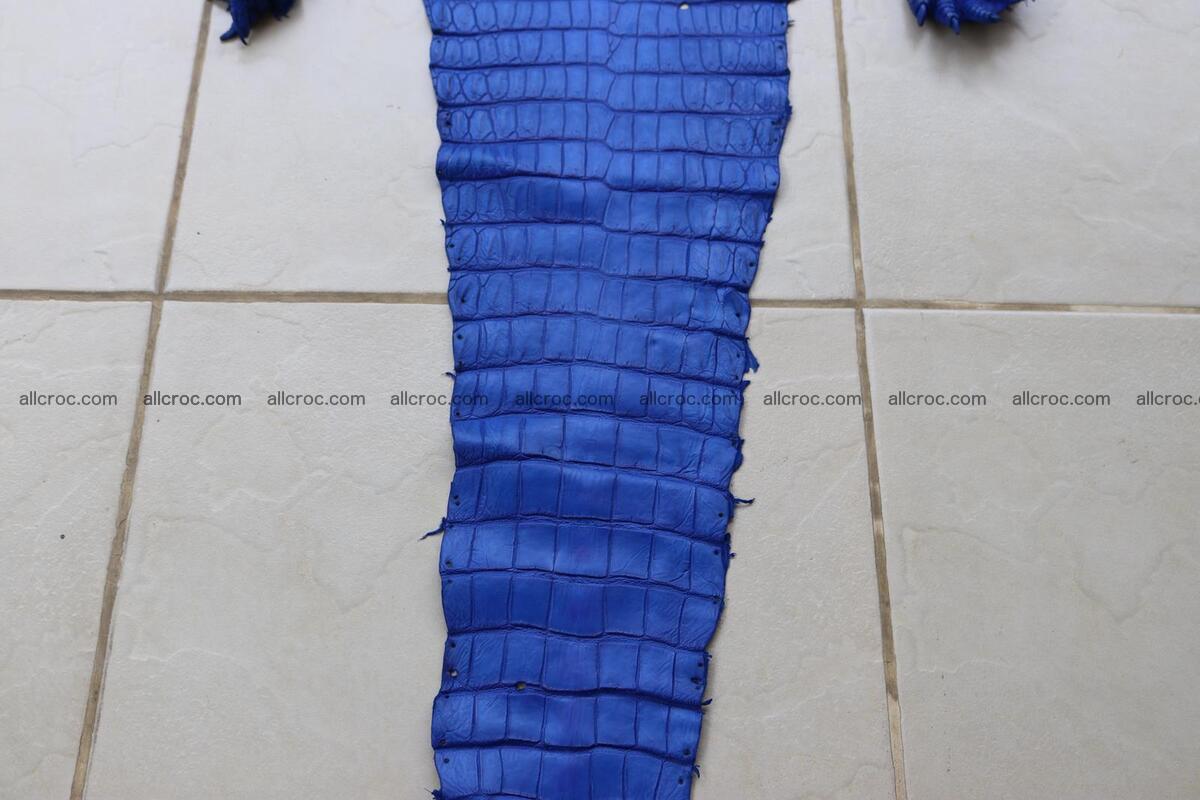Crocodile skin belly blue color 1255 Foto 3