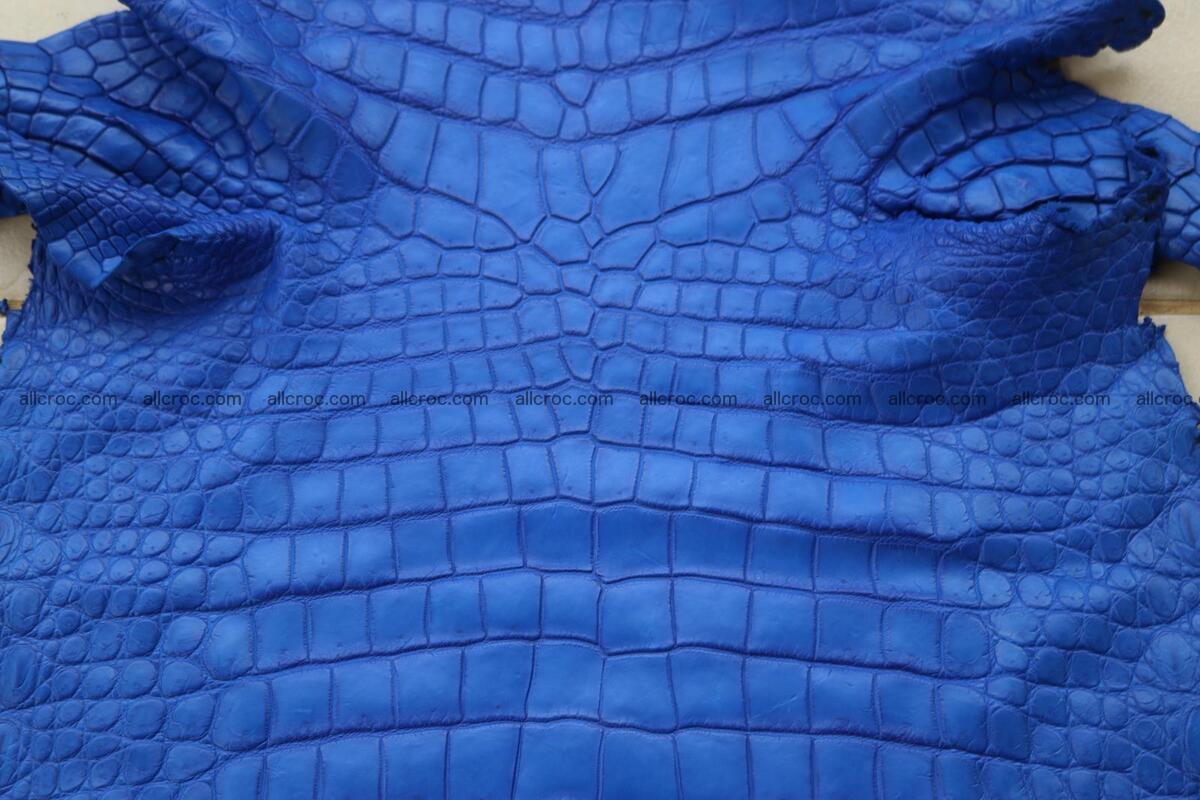 Crocodile skin belly blue color 1255 Foto 8