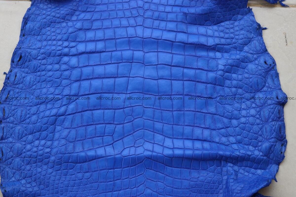 Crocodile skin belly blue color 1255 Foto 9
