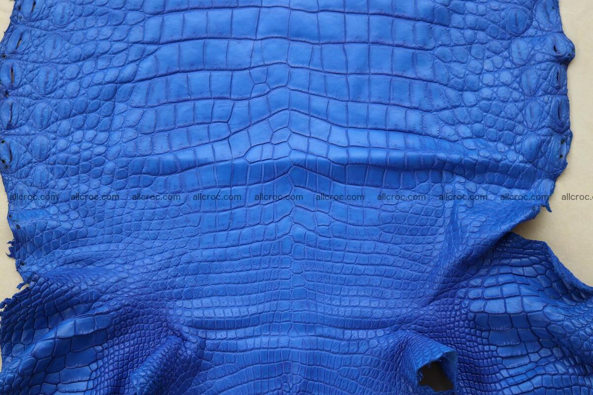 Crocodile skin belly blue color 1255 Foto 10