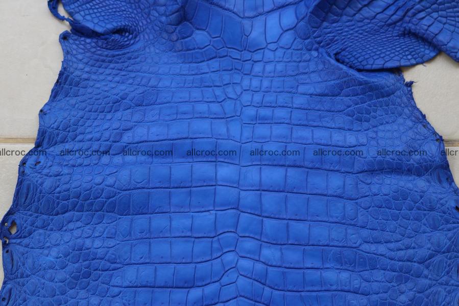 Crocodile skin belly blue color 1257