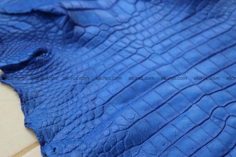 Crocodile skin belly blue color 1257