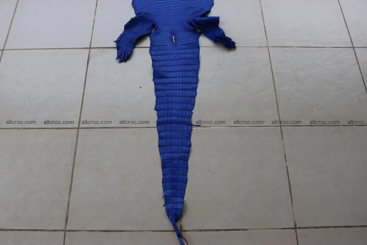 Crocodile skin belly blue color 1258 Foto 2