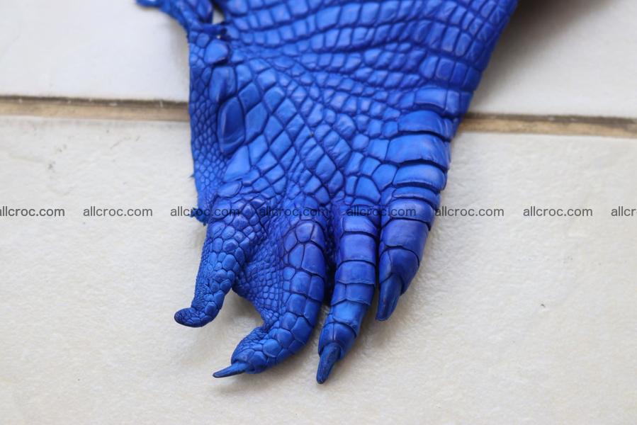 Crocodile skin belly blue color 1258