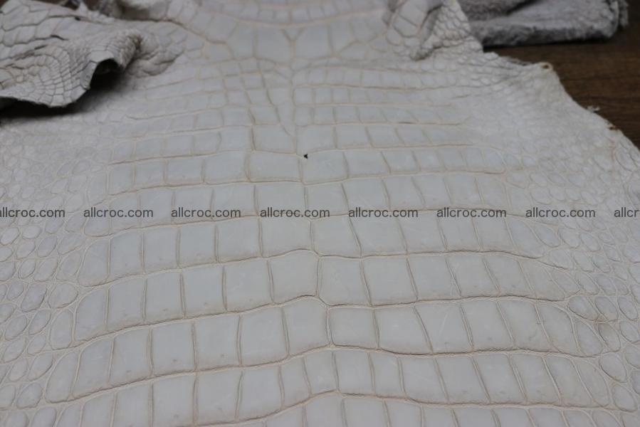 Crocodile skin belly capiccino color 1229