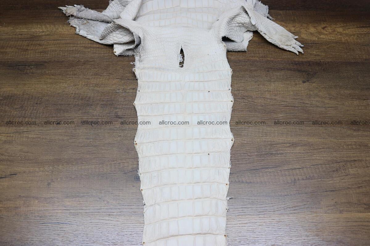Crocodile skin belly capiccino color 1229 Foto 5