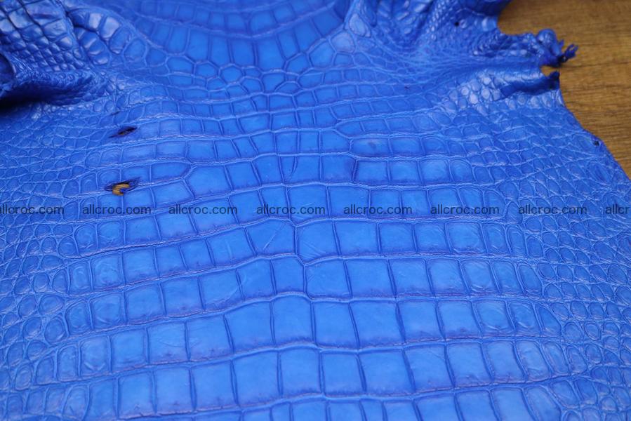 Crocodile skin belly electric blue color 1228