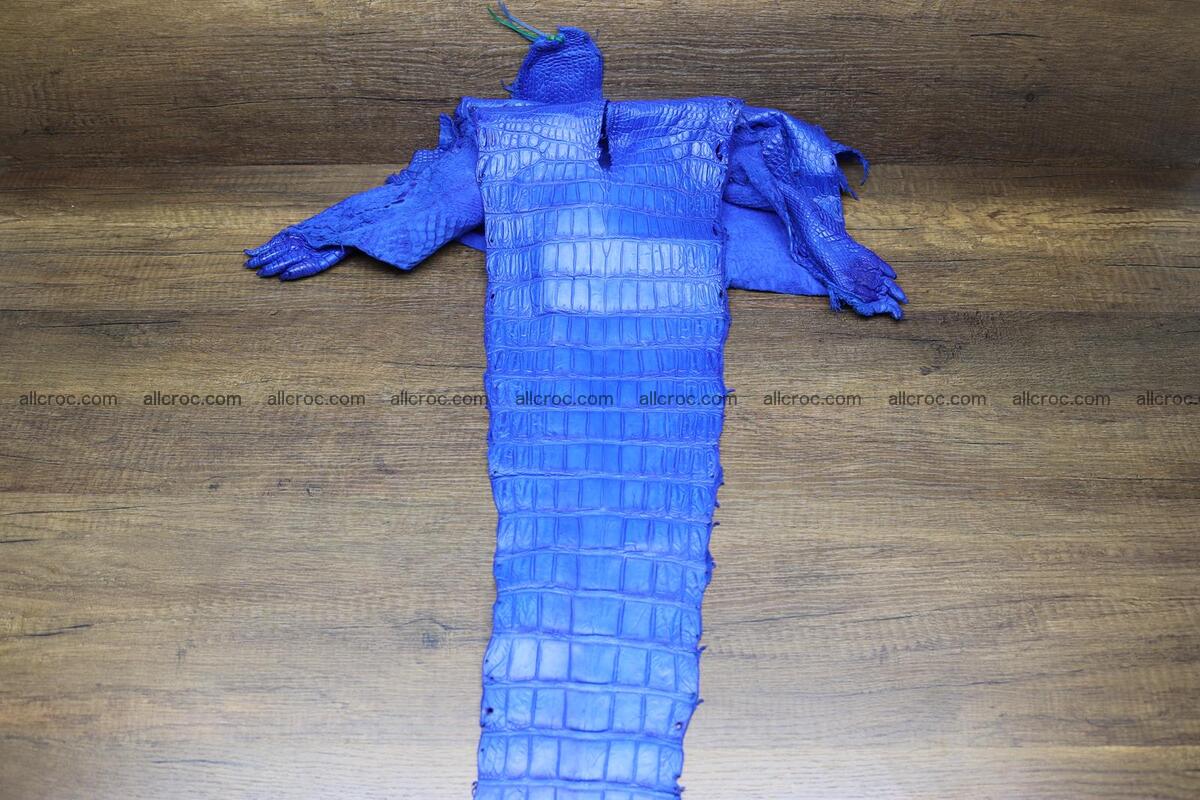 Crocodile skin belly electric blue color 1228 Foto 7