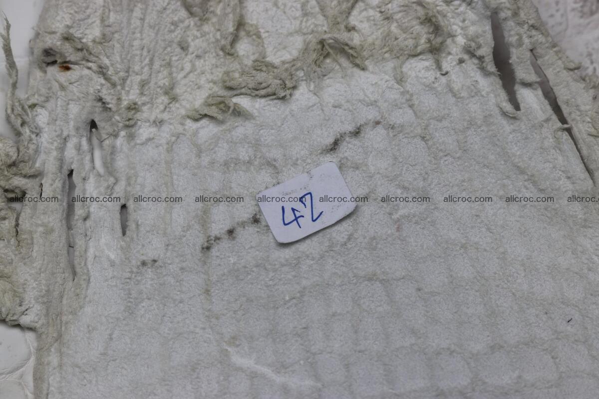 Crocodile skin belly himalayan color 1232 Foto 13