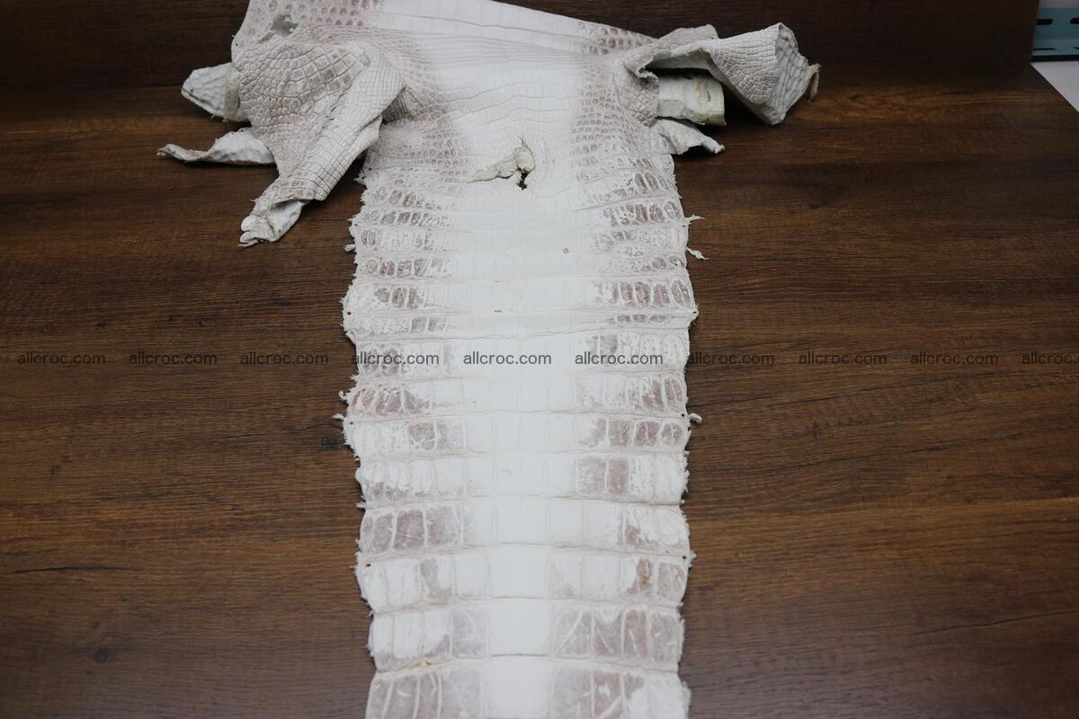 Crocodile skin belly himalayan color 1232 Foto 6