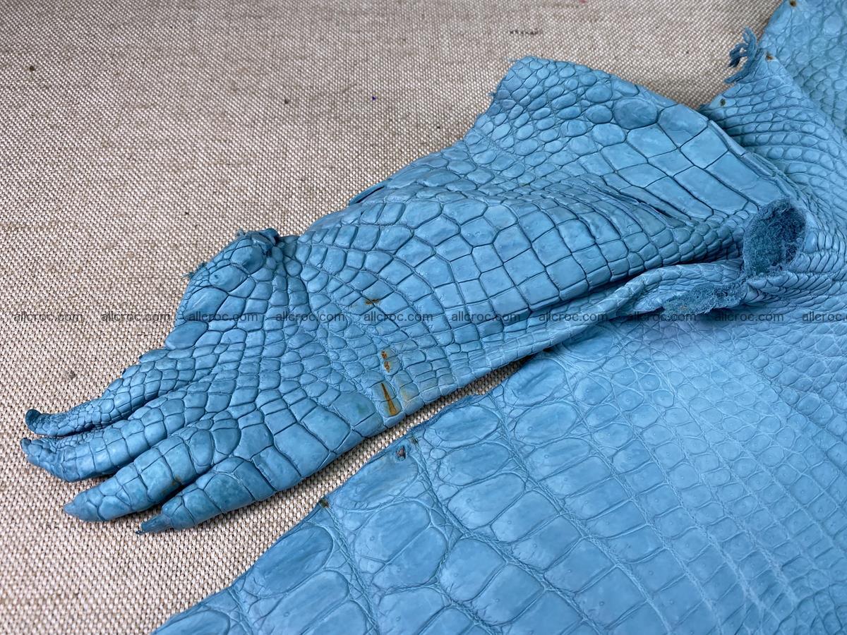 Crocodile skin belly part 35cm azure color 1512 Foto 7