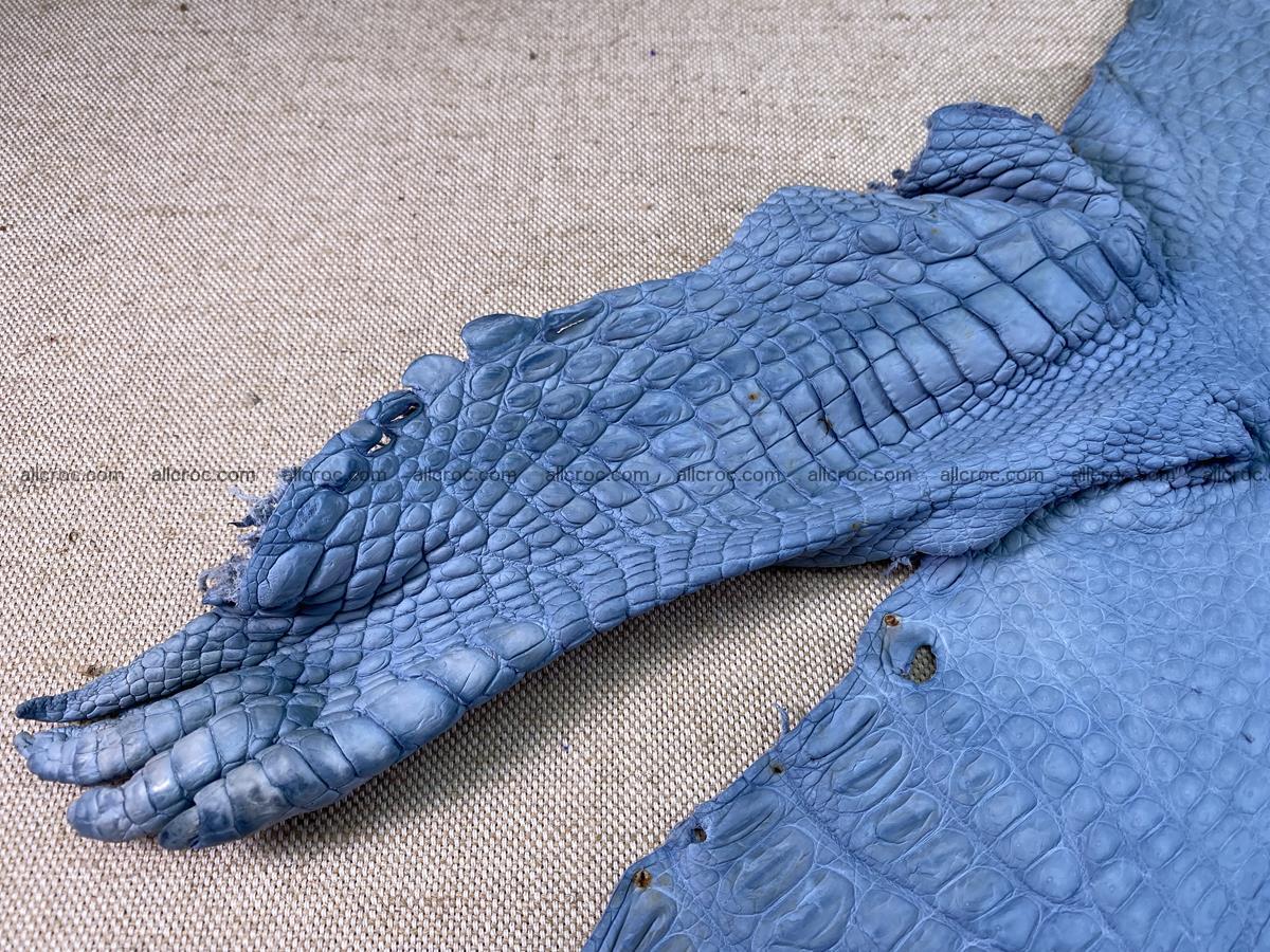 Crocodile skin belly part 32cm baby blue color 1513 Foto 7