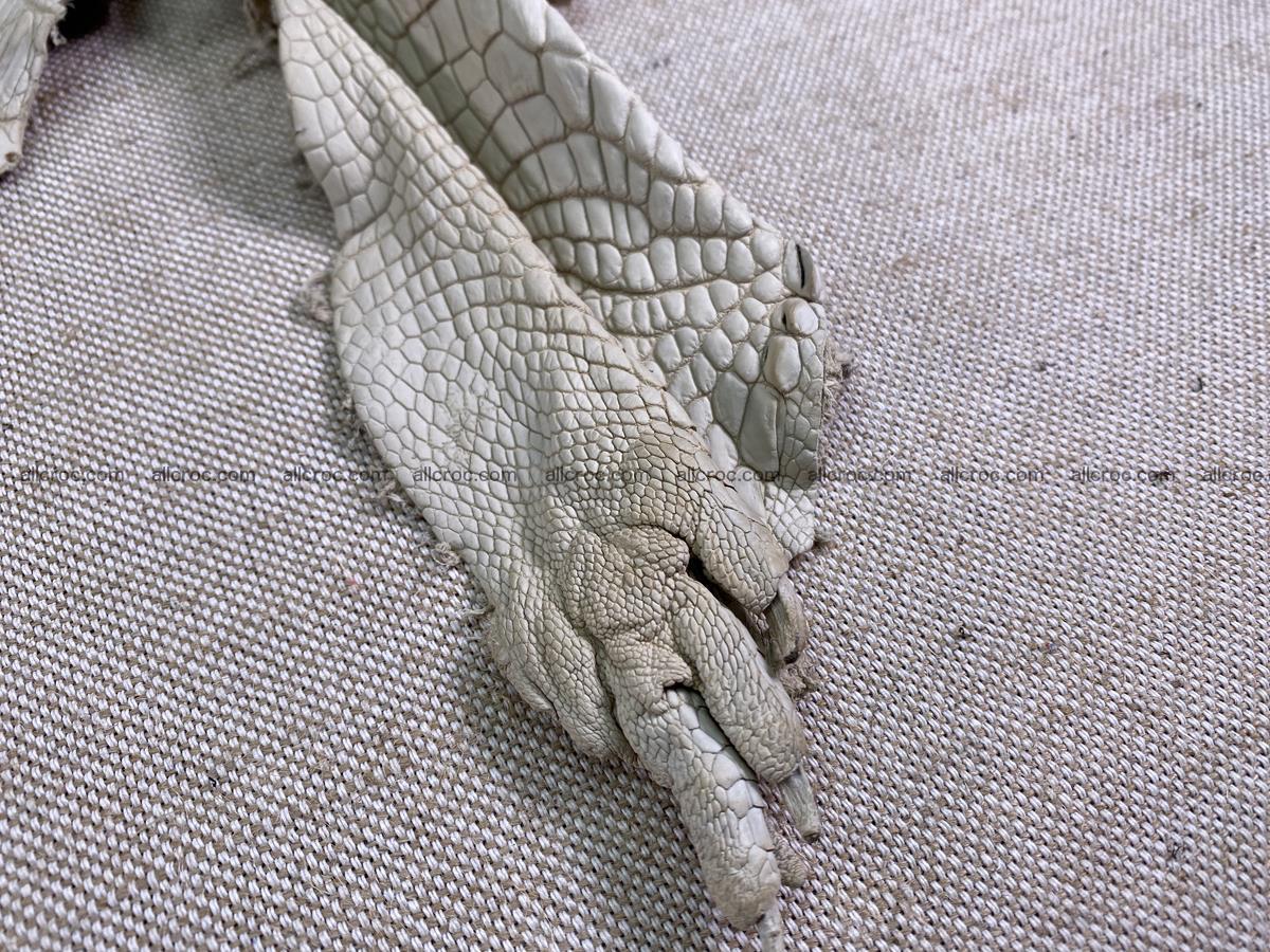 Crocodile skin belly part 28cm beige color 1500 Foto 10