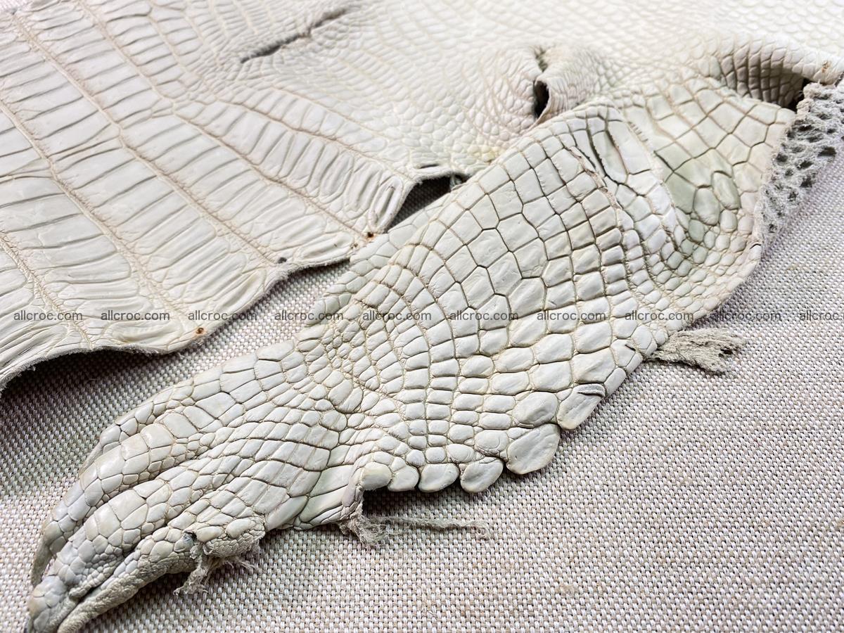 Crocodile skin belly part 34cm beige color 1502 Foto 10