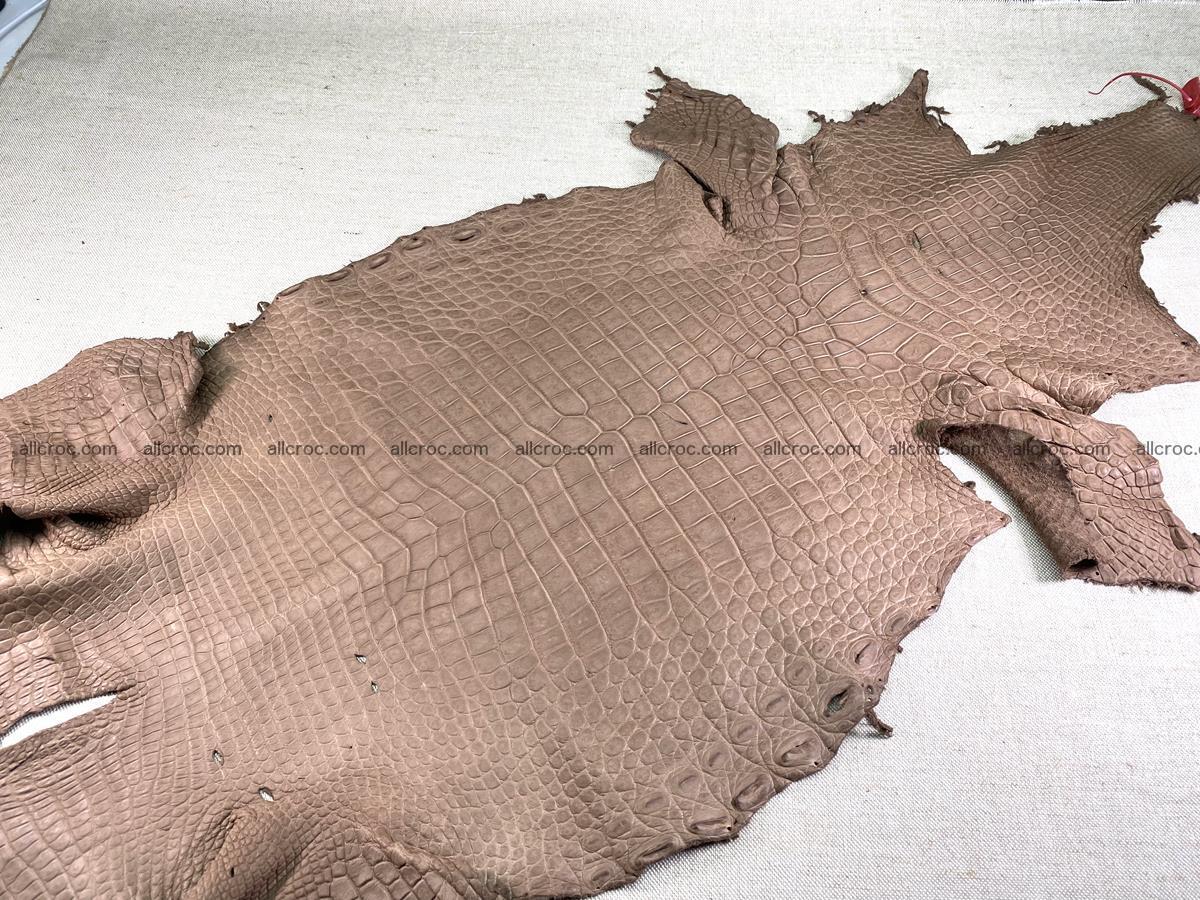 Crocodile skin belly part 42cm brown color 1479 Foto 4