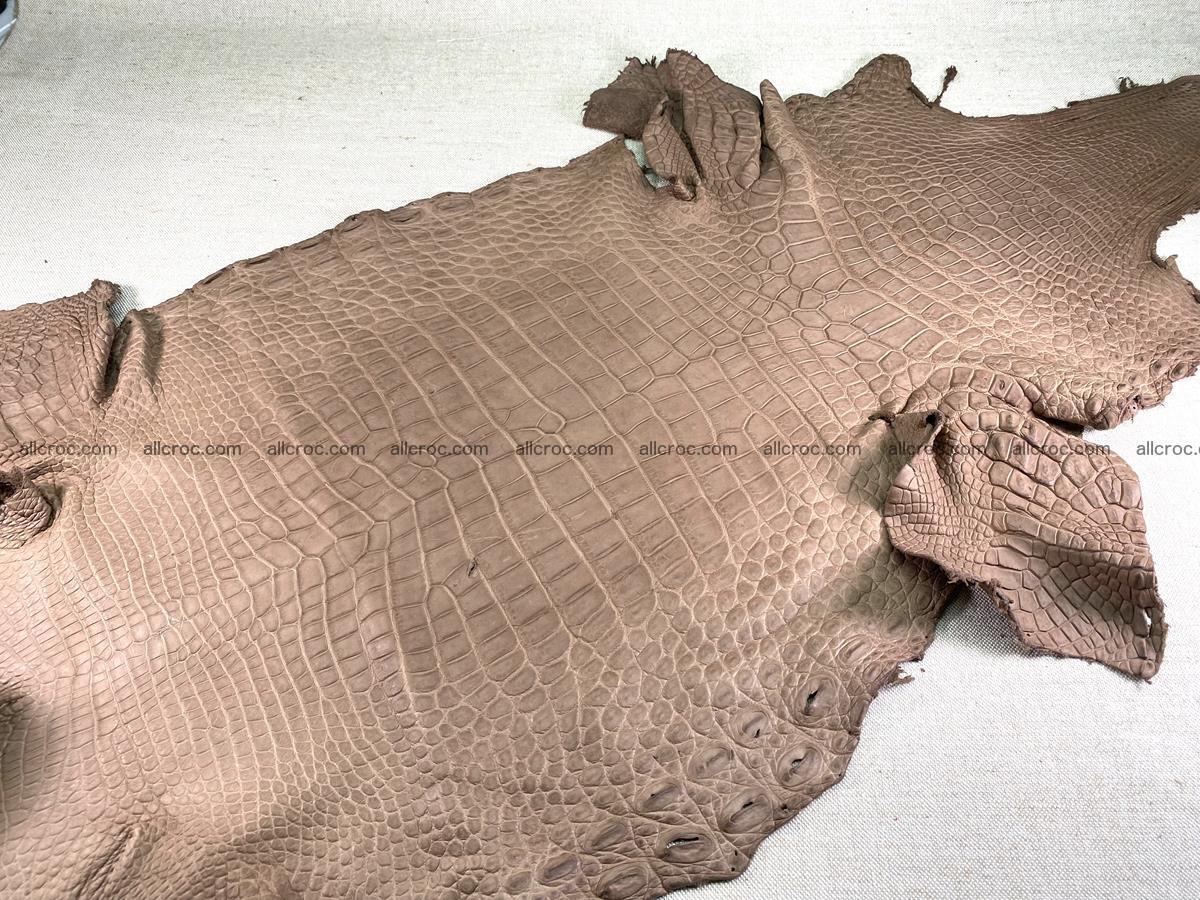 Crocodile skin belly part 49cm brown color 1480 Foto 6