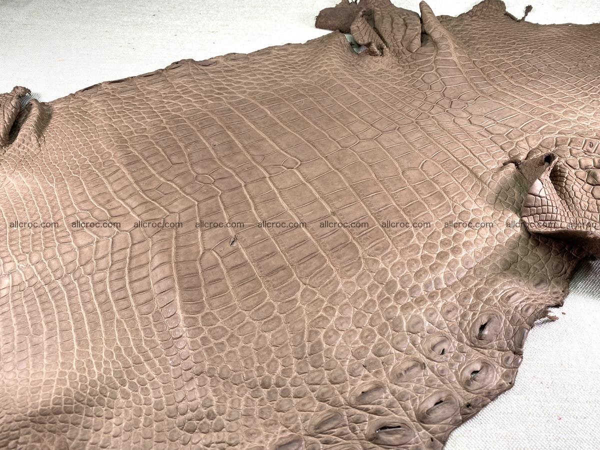 Crocodile skin belly part 49cm brown color 1480 Foto 3