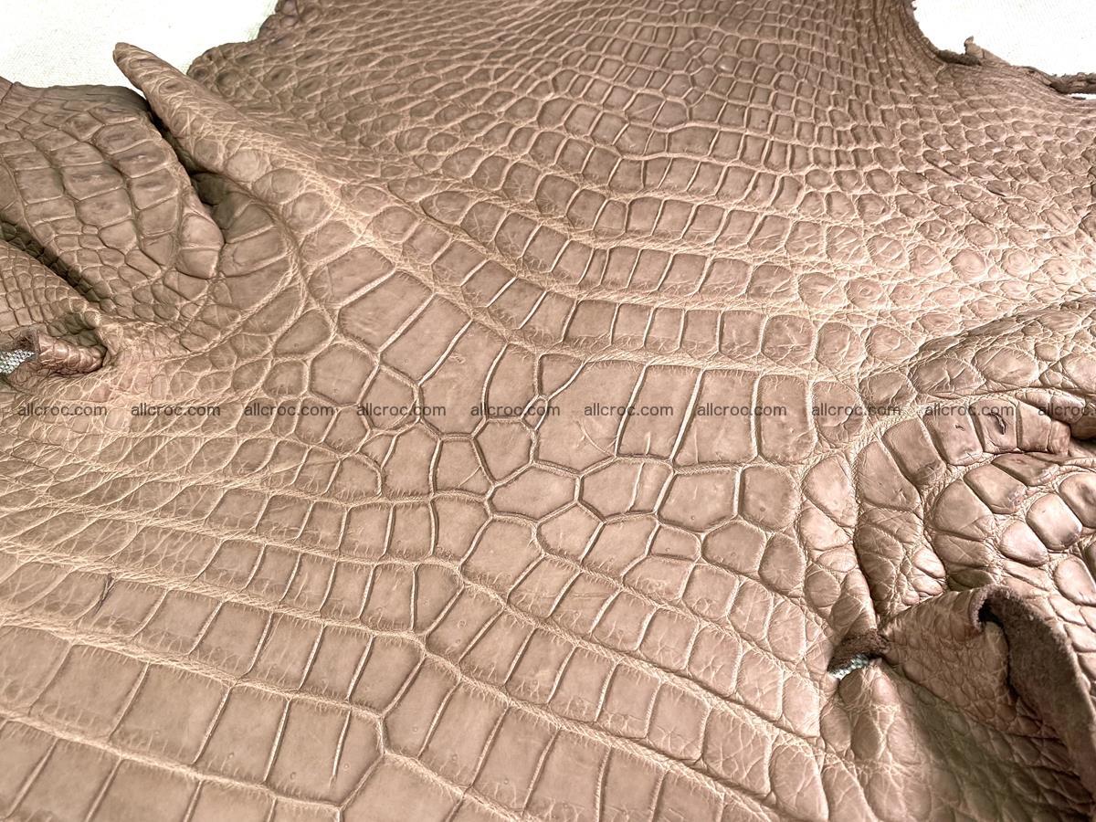 Crocodile skin belly part 49cm brown color 1480 Foto 5