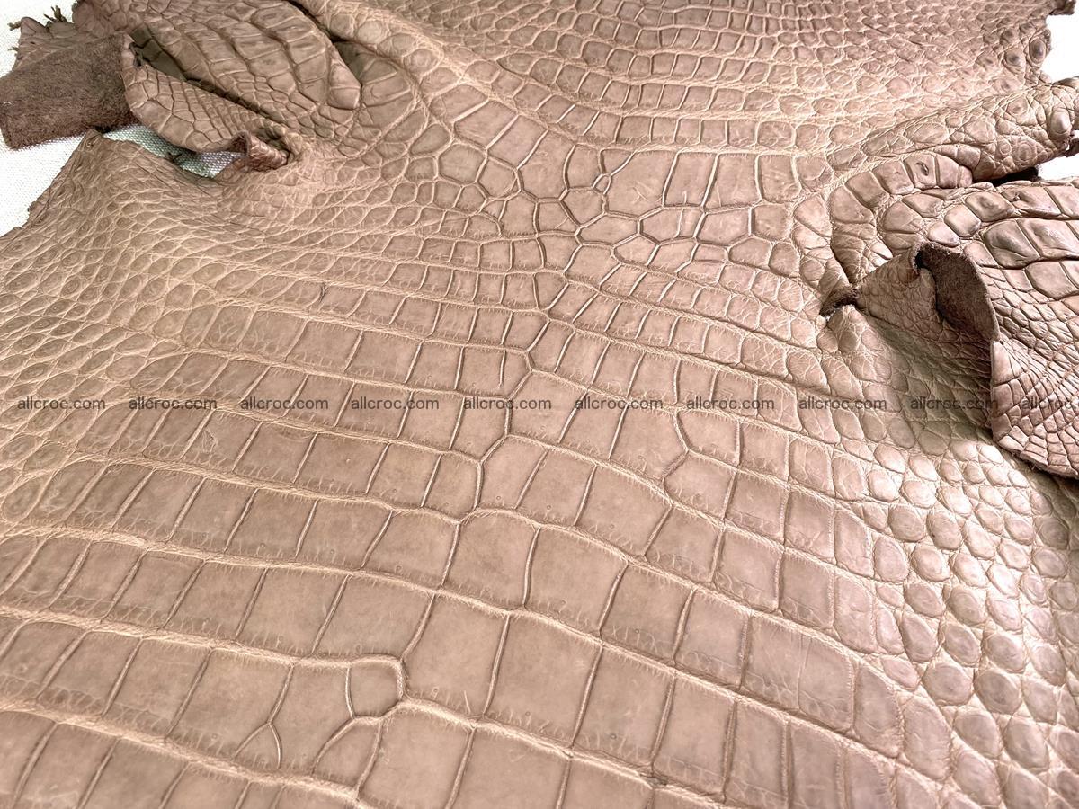 Crocodile skin belly part 49cm brown color 1480 Foto 0