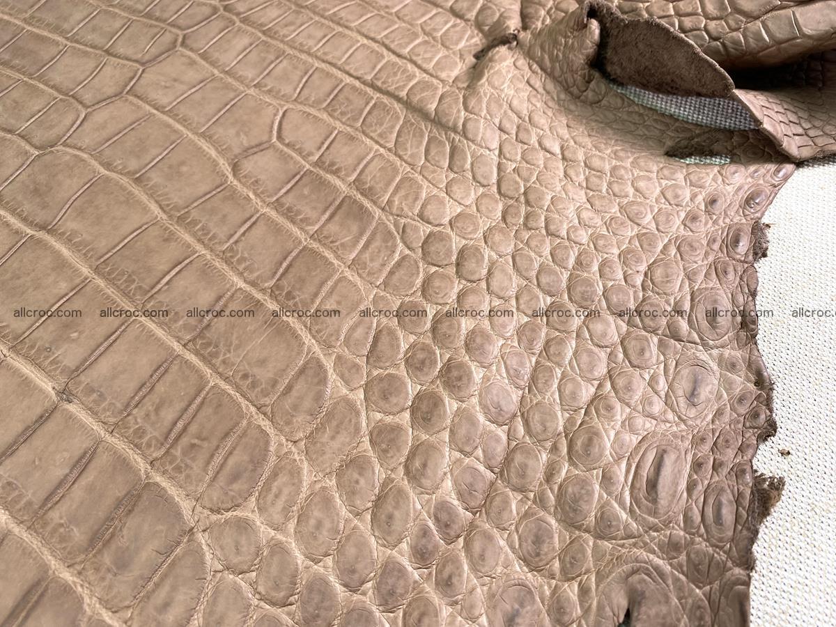 Crocodile skin belly part 49cm brown color 1480 Foto 10
