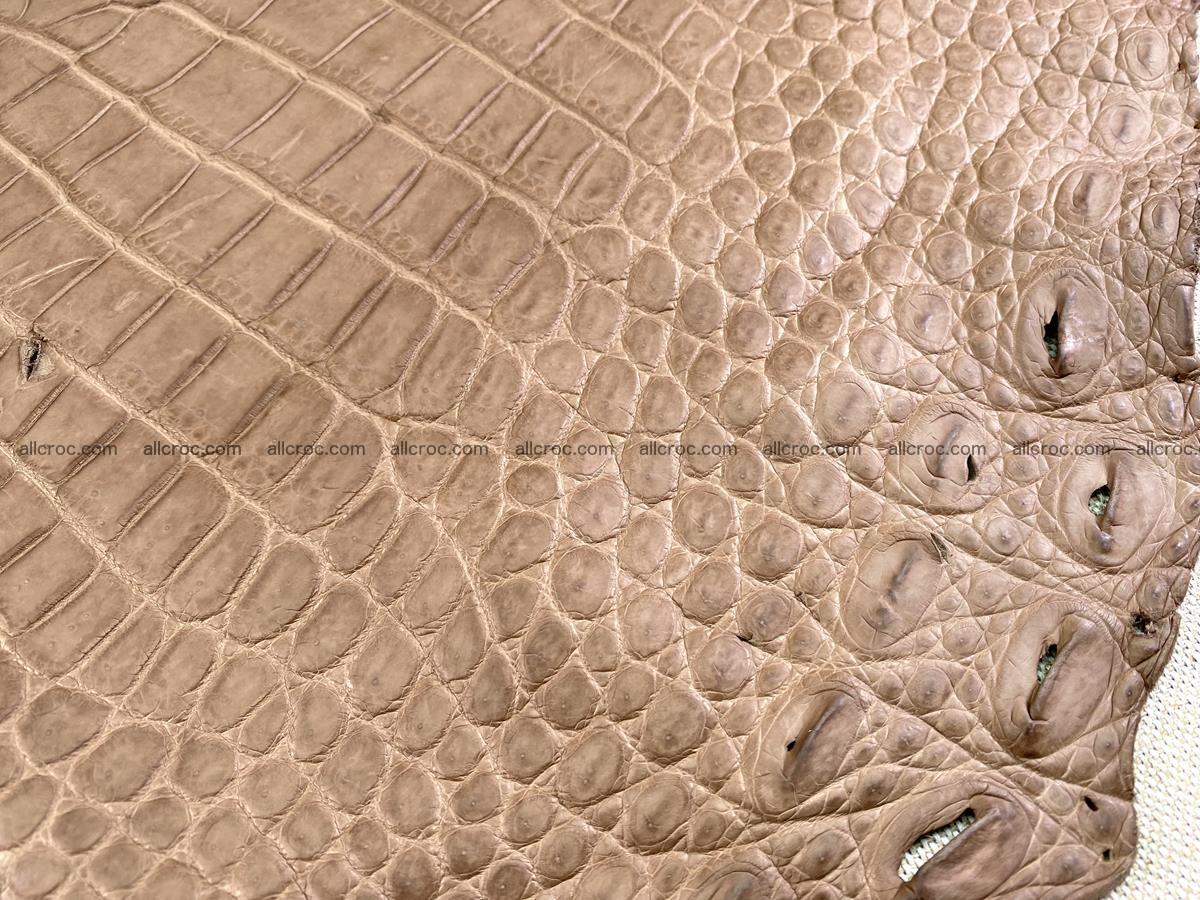 Crocodile skin belly part 49cm brown color 1480 Foto 12