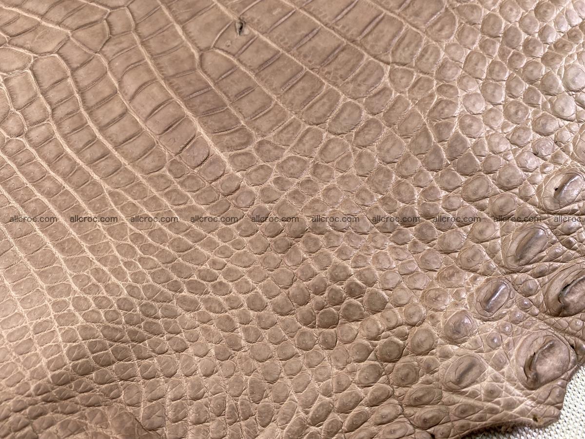 Crocodile skin belly part 49cm brown color 1480 Foto 13