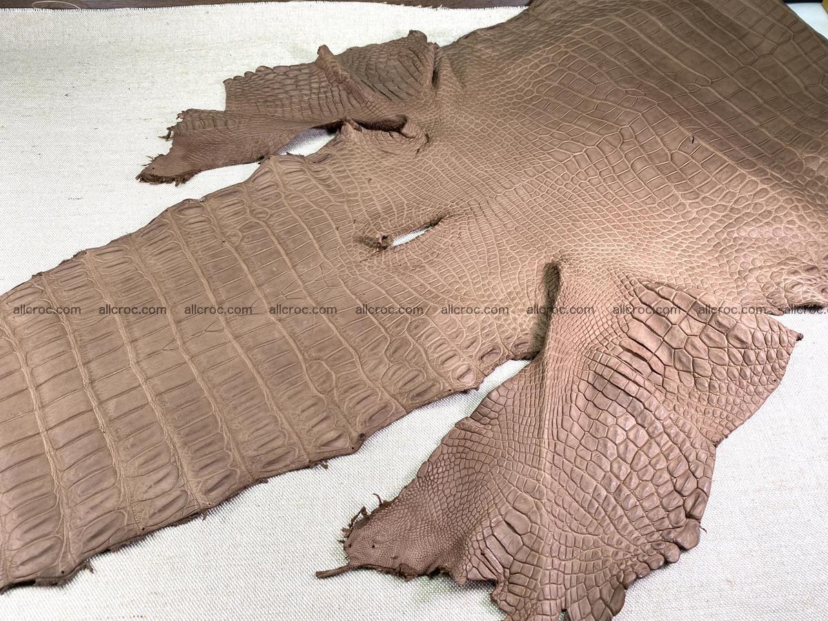 Crocodile skin belly part 49cm brown color 1480 Foto 19