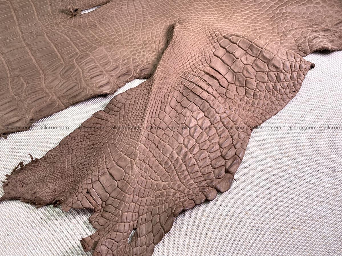 Crocodile skin belly part 49cm brown color 1480 Foto 16