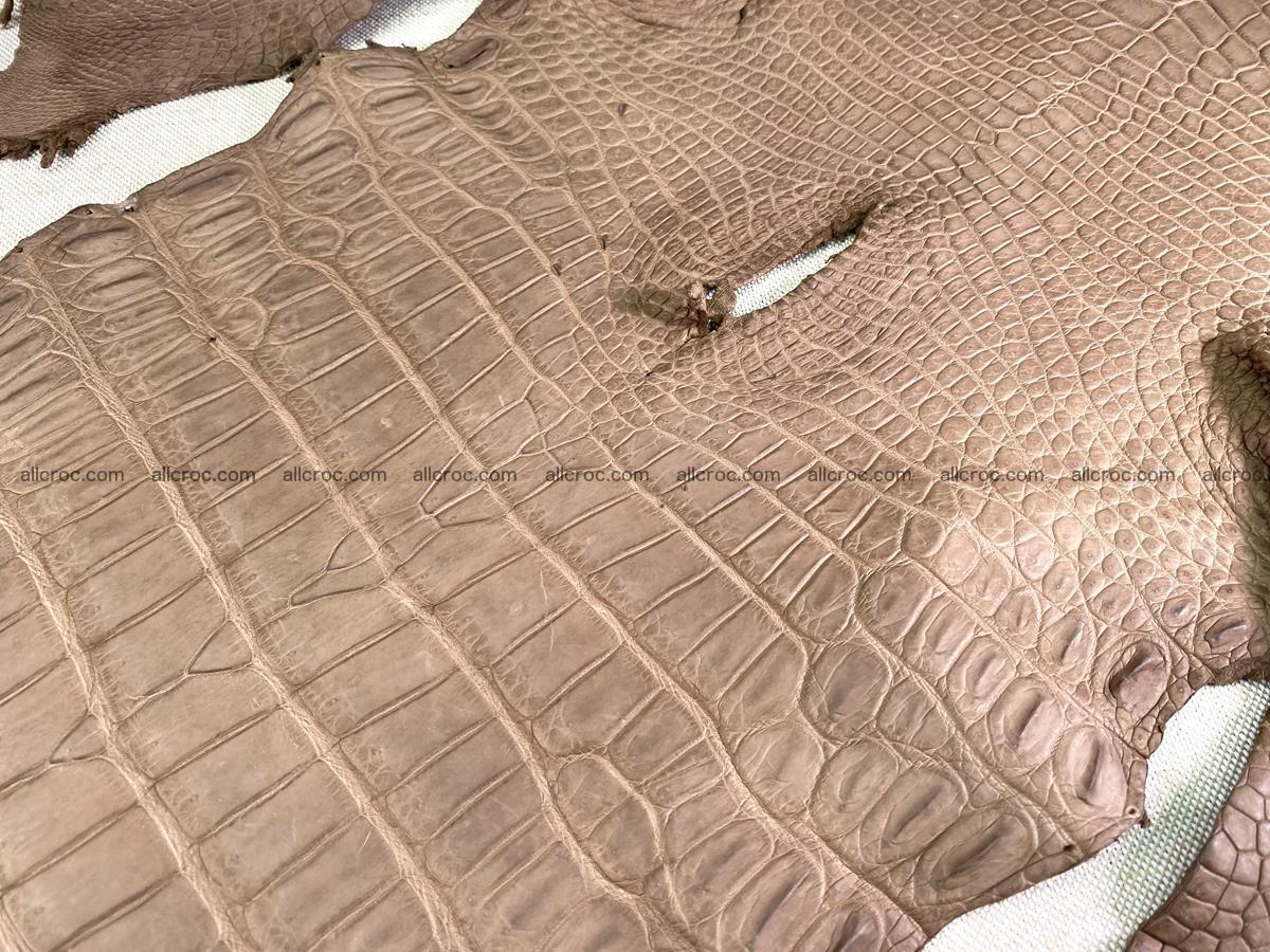 Crocodile skin belly part 49cm brown color 1480 Foto 15