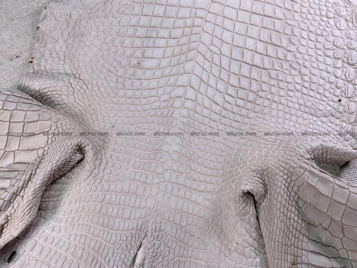 Crocodile skin belly part 30cm cappuccino color 1509 Foto 5