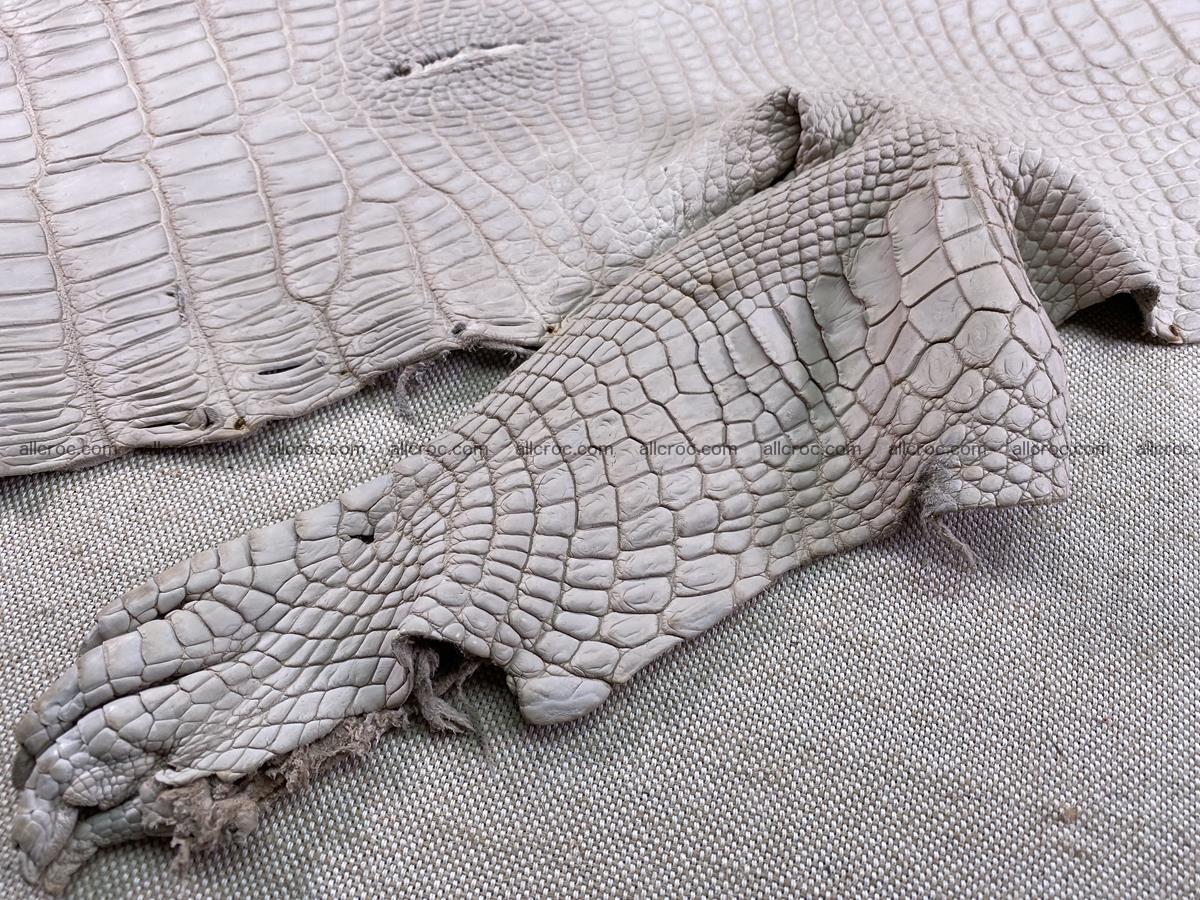Crocodile skin belly part 30cm cappuccino color 1509 Foto 10