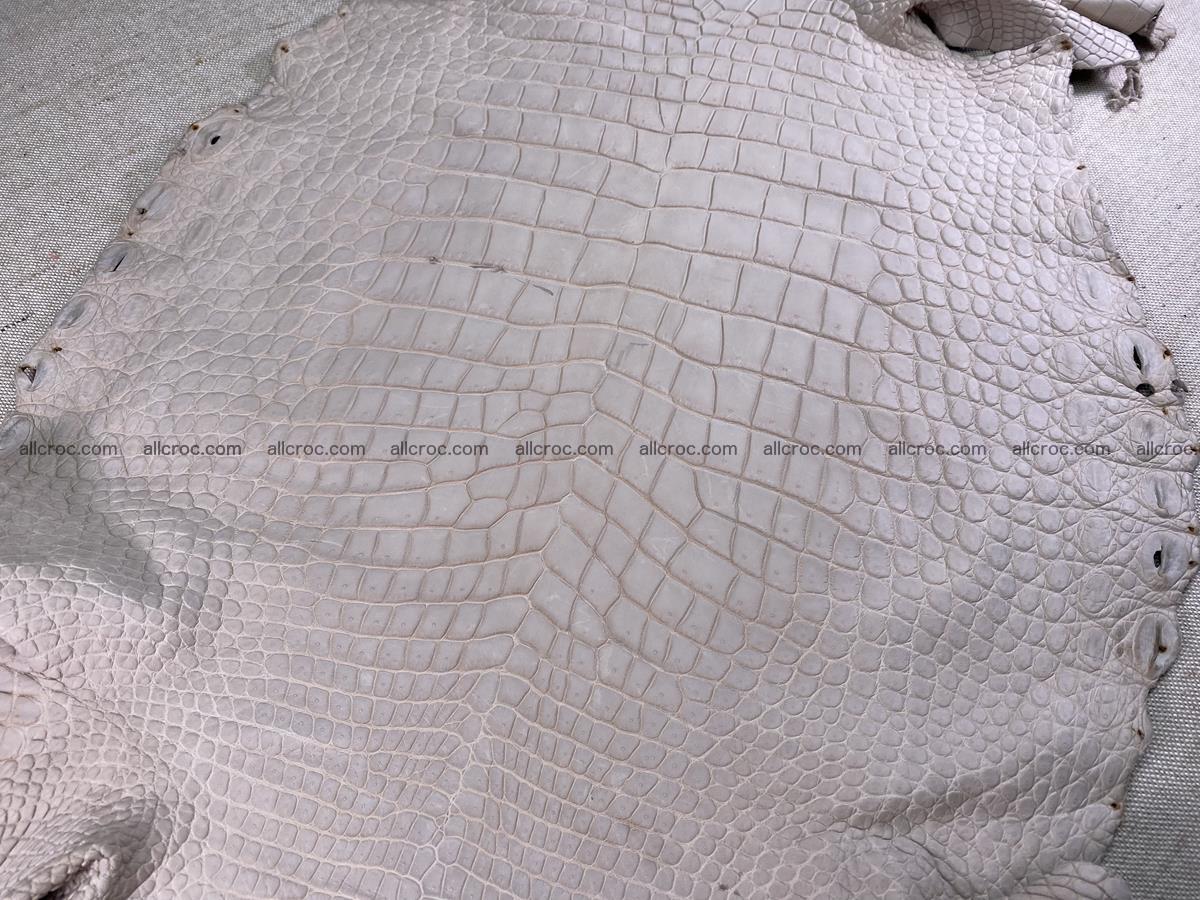 Crocodile skin belly part 41cm cappuccino color 1511 Foto 5