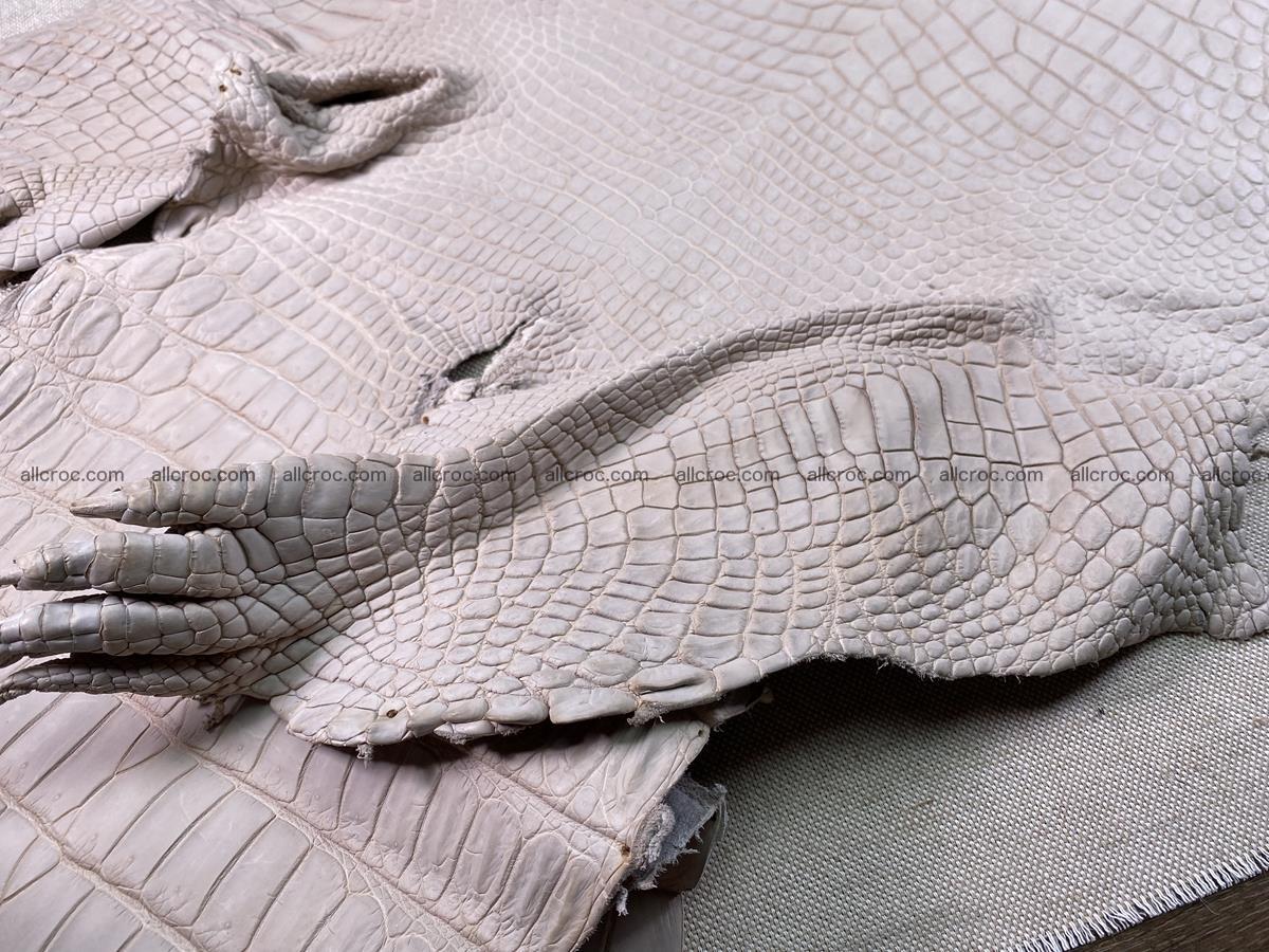 Crocodile skin belly part 41cm cappuccino color 1511 Foto 10