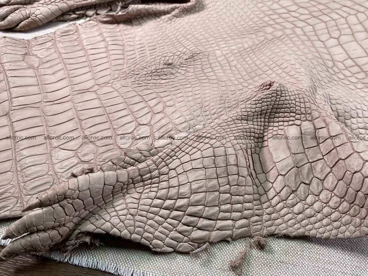 Crocodile skin belly part 36cm cappuccino color 1536 Foto 9