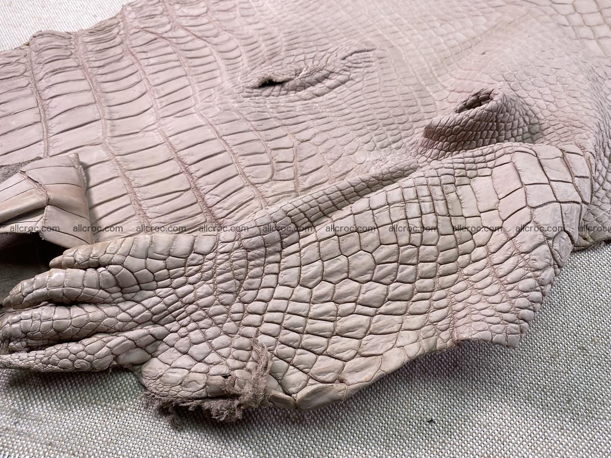 Crocodile skin belly part 41cm cappuccino color 1537 Foto 8