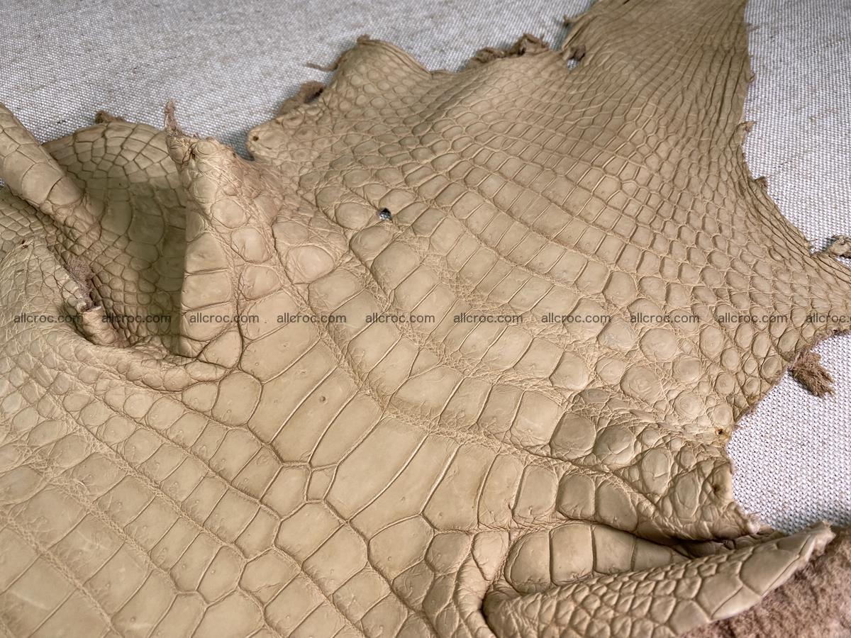 Crocodile skin belly part 34cm mustard color 1538 Foto 2