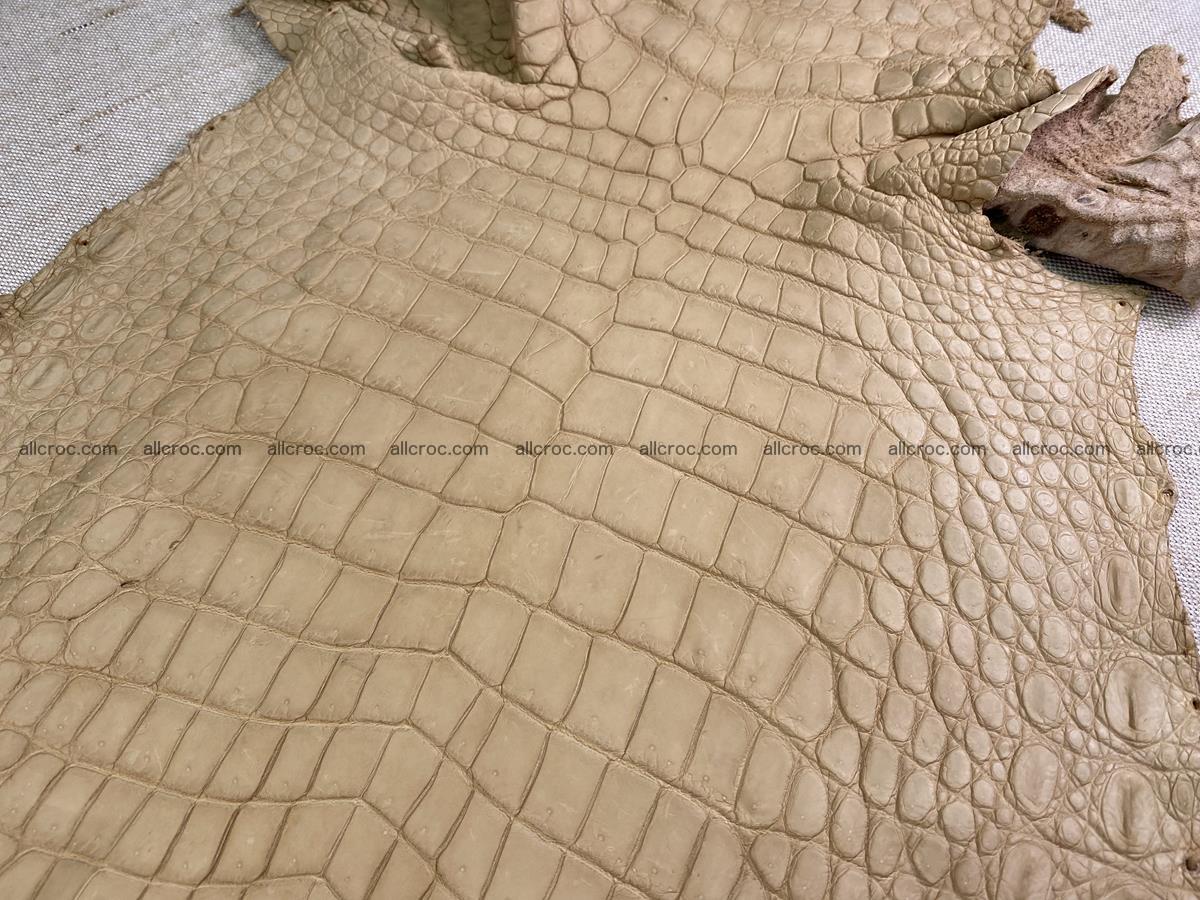 Crocodile skin belly part 34cm mustard color 1538 Foto 4