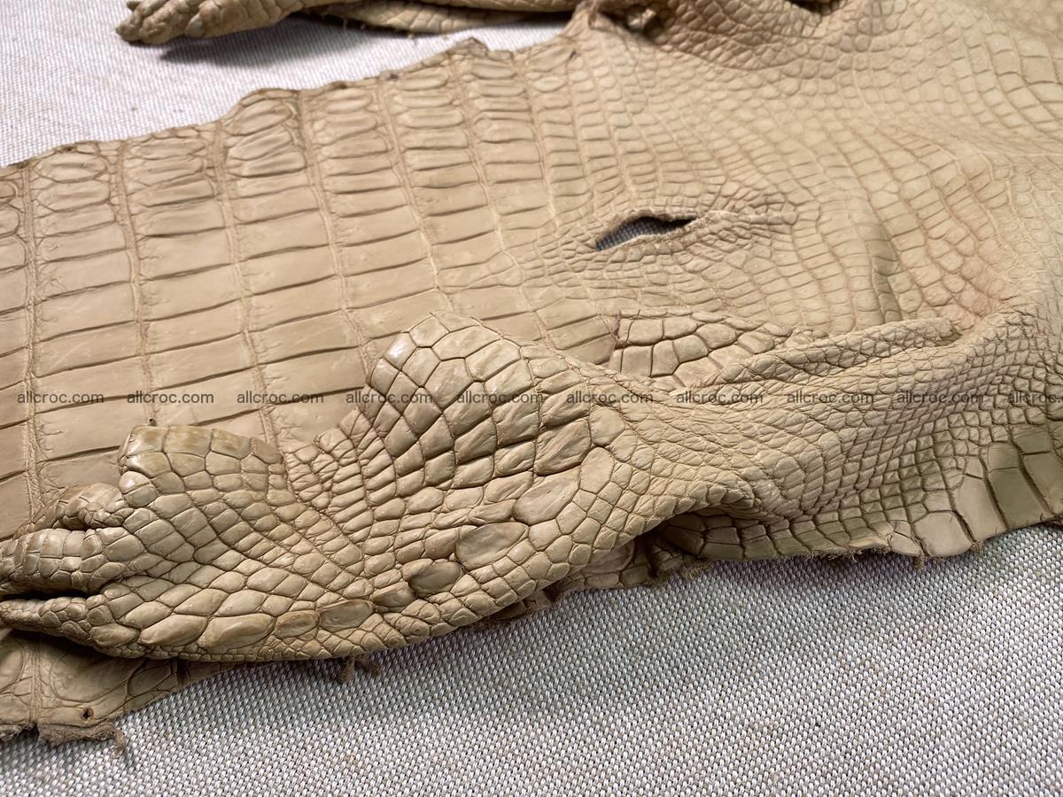 Crocodile skin belly part 34cm mustard color 1538 Foto 9
