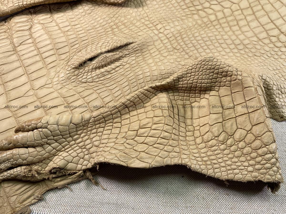 Crocodile skin belly part 37cm mustard color 1539 Foto 5