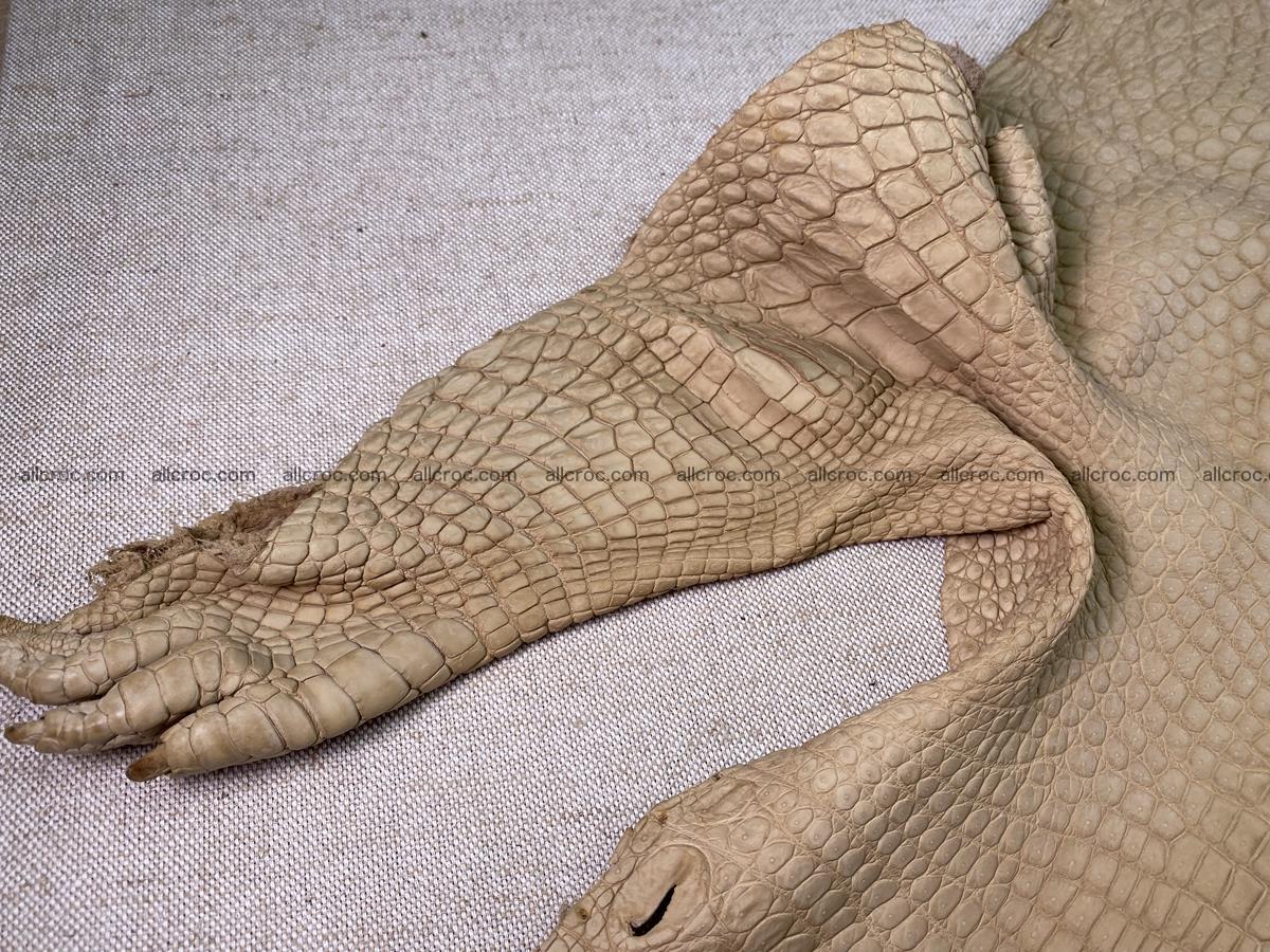 Crocodile skin belly part 41cm mustard color 1540 Foto 11