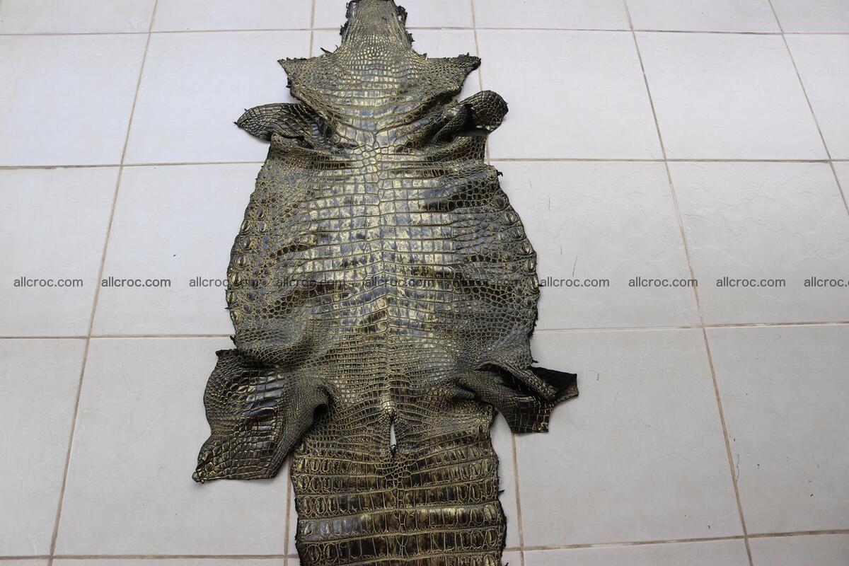 Crocodile skin belly part gold color brush off effect 1251 Foto 1