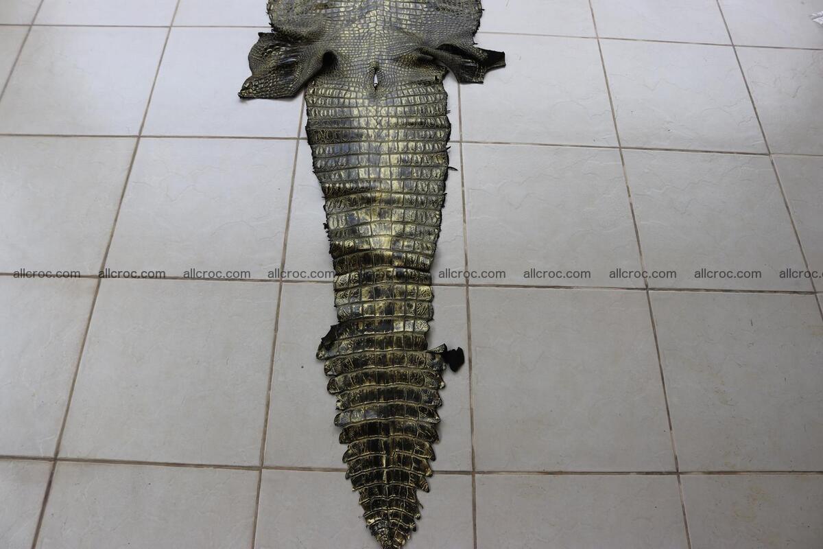 Crocodile skin belly part gold color brush off effect 1251 Foto 3