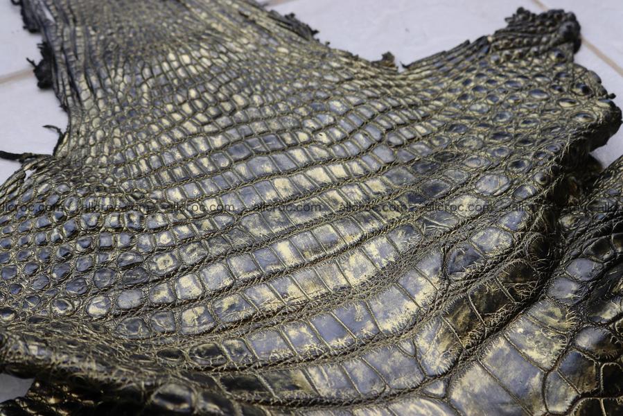 Crocodile skin belly part gold color brush off effect 1251