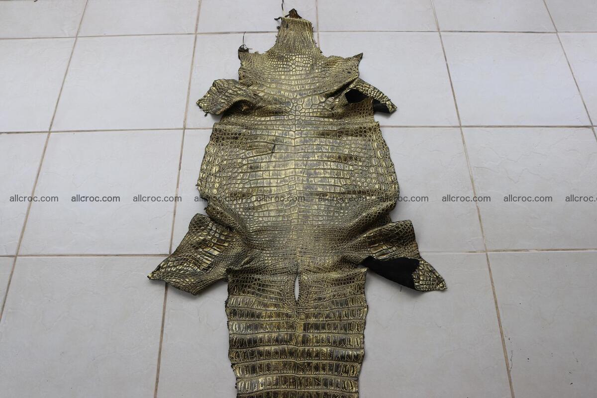 Crocodile skin belly part gold color brush off effect 1253 Foto 3