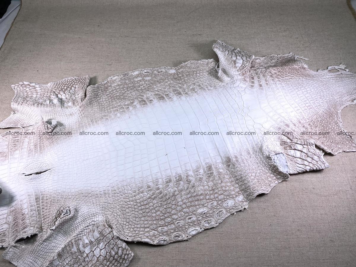 Crocodile skin belly part 43cm himalayan color 1477 Foto 2