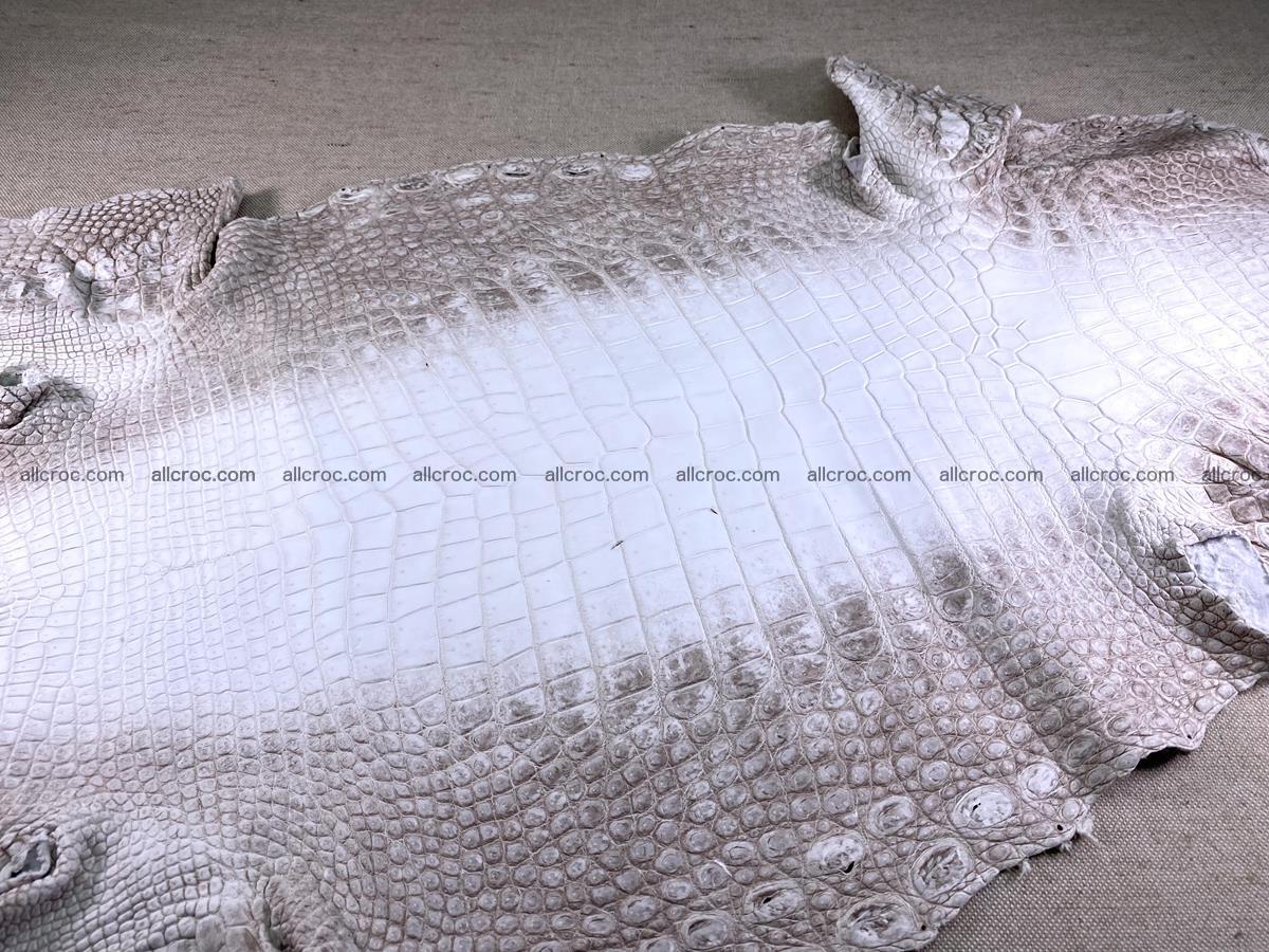Crocodile skin belly part 43cm himalayan color 1477 Foto 4