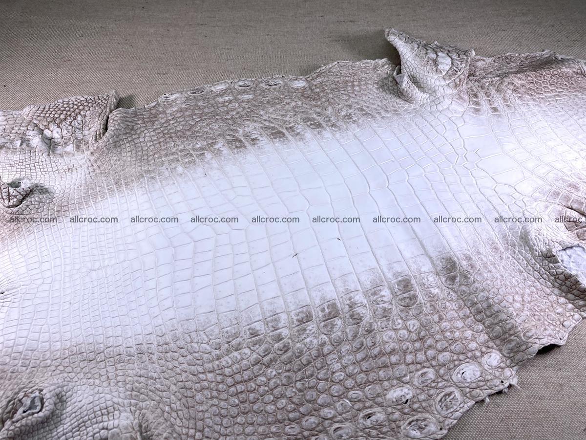 Crocodile skin belly part 43cm himalayan color 1477 Foto 5